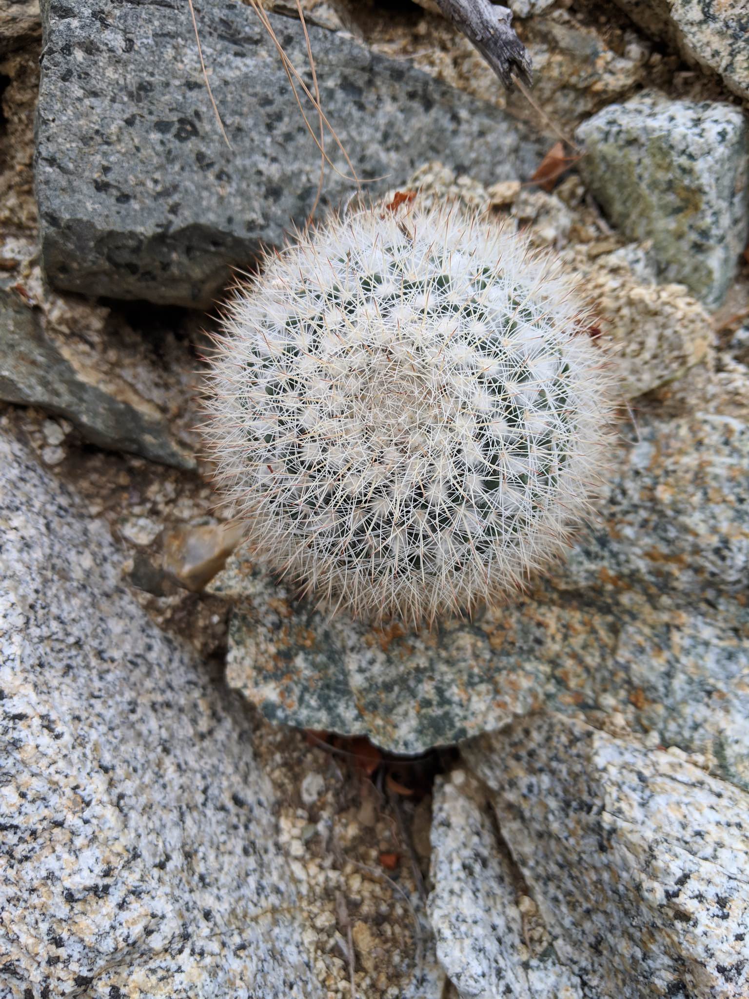 Mammillaria evermanniana